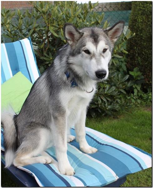 Hunde 004.jpg
